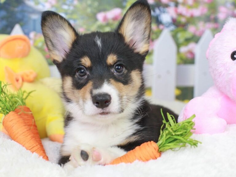 Pembroke Welsh Corgi