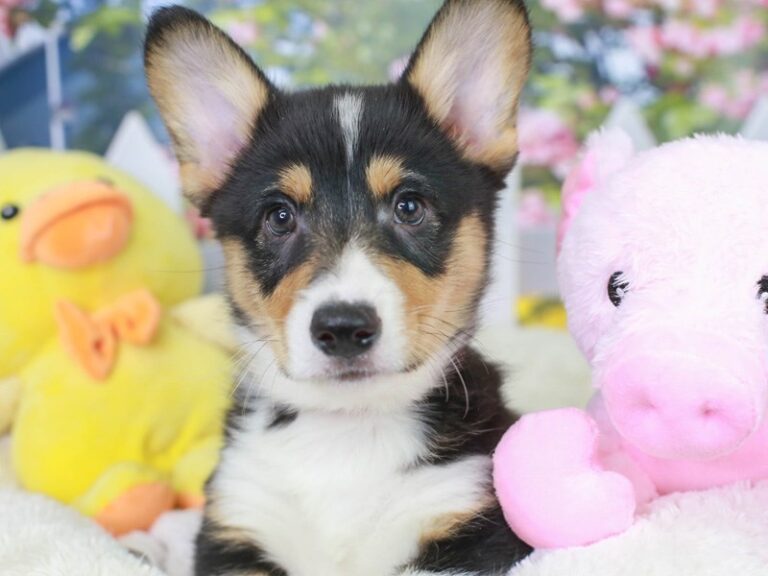 Pembroke Welsh Corgi