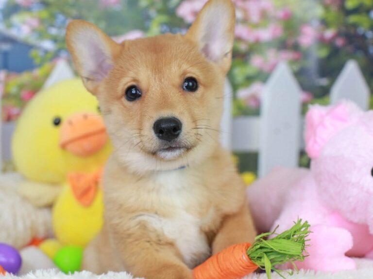 Corgi Inu