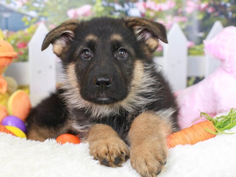 German Shepherd