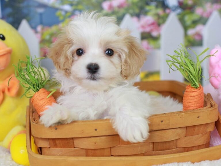 Maltipoo