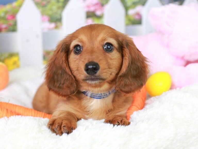Dachshund