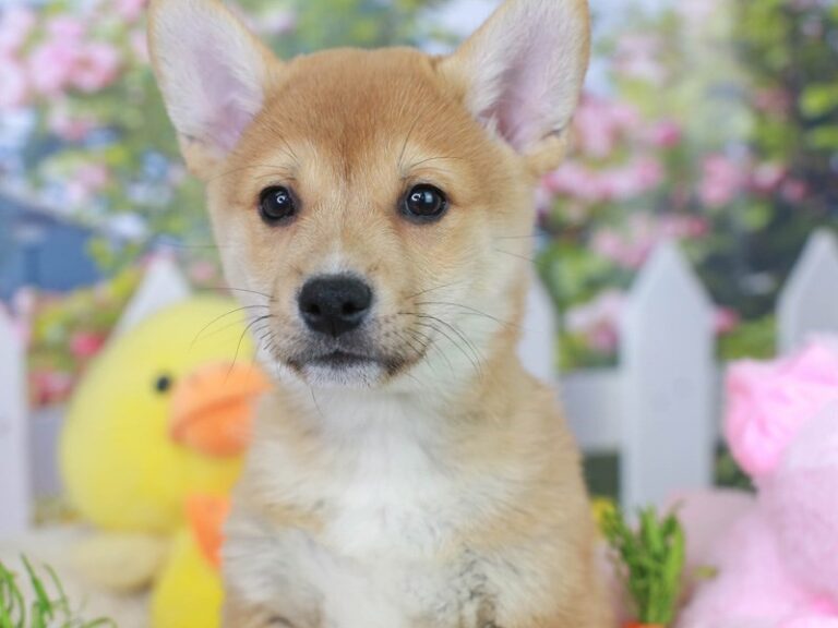 Corgi Inu