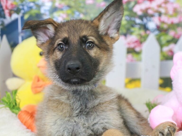 German Shepherd