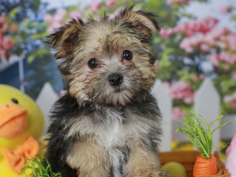 Morkie