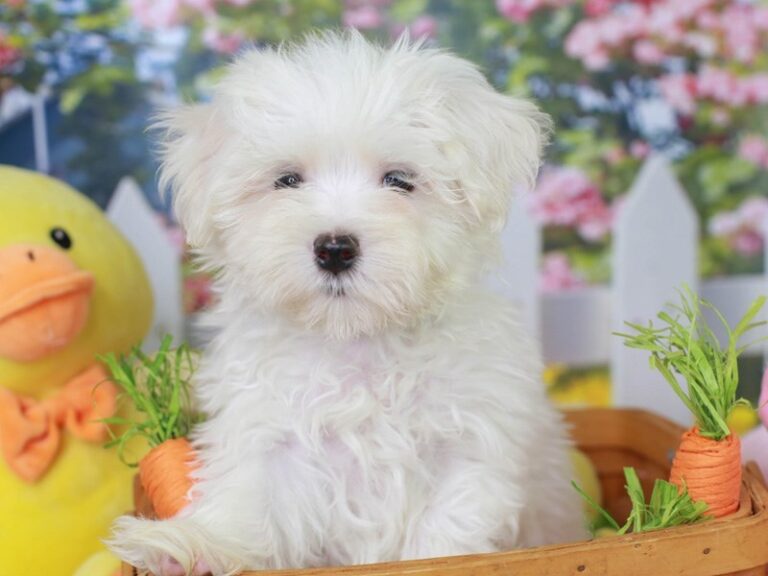 Maltese