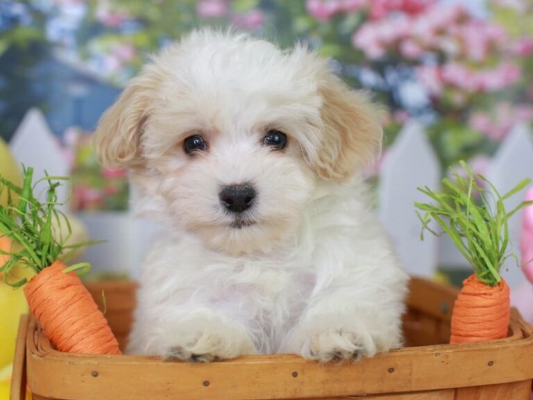 Maltipoo
