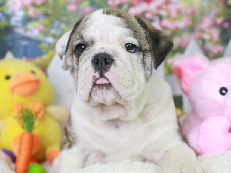 English Bulldog