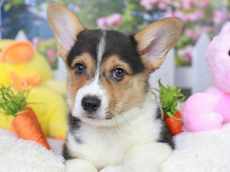 Pembroke Welsh Corgi