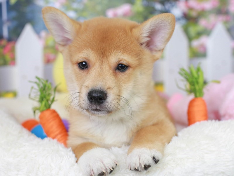 Corgi Inu-Male--3069927-Animal Kingdom | Puppies N Love