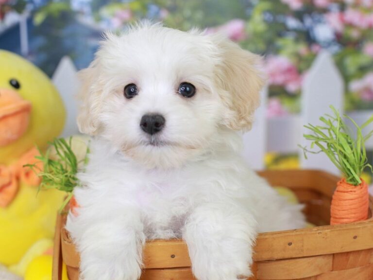Maltipoo