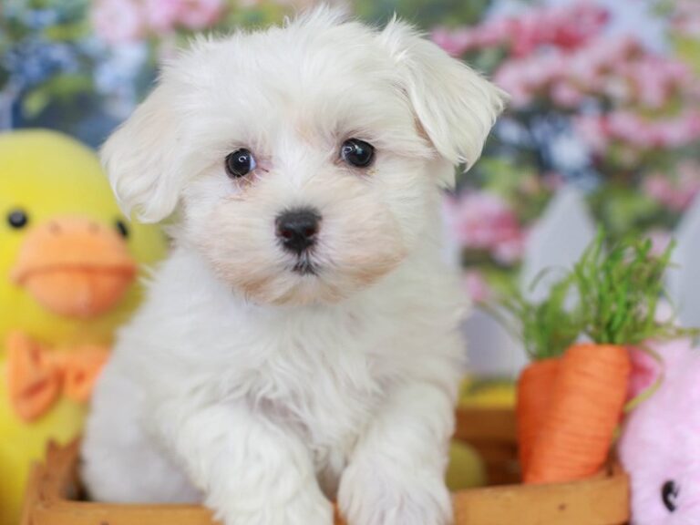 Maltese