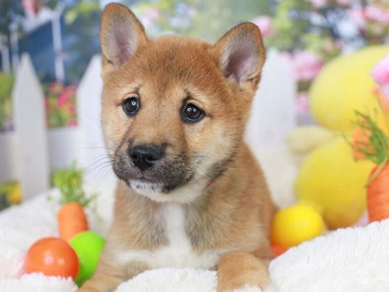 Shiba Inu