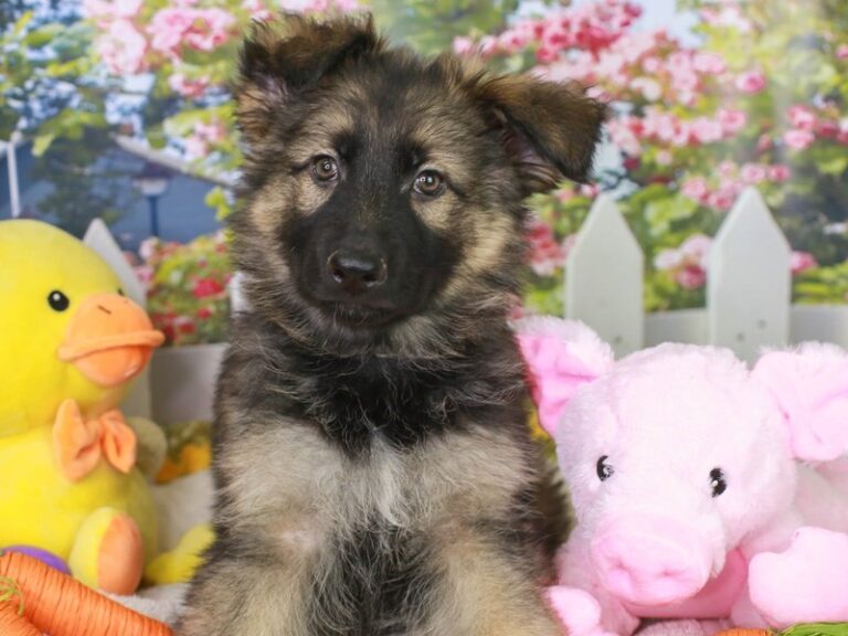 German Shepherd
