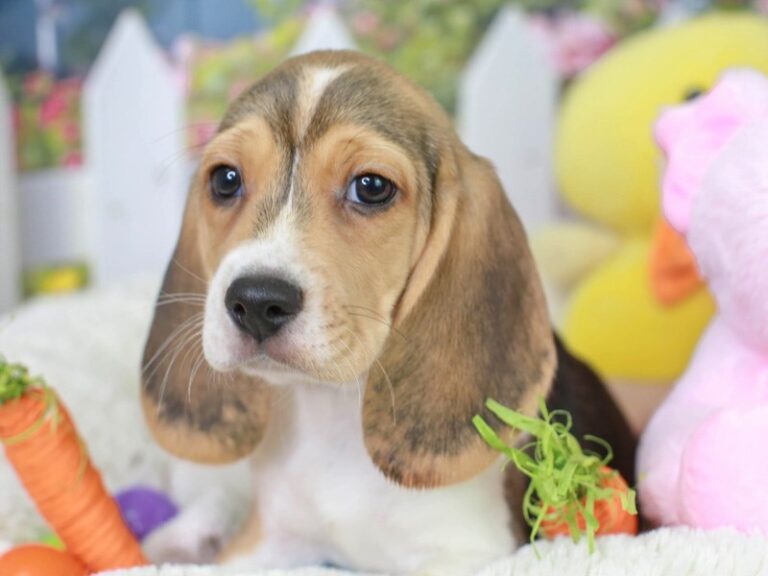 Beagle