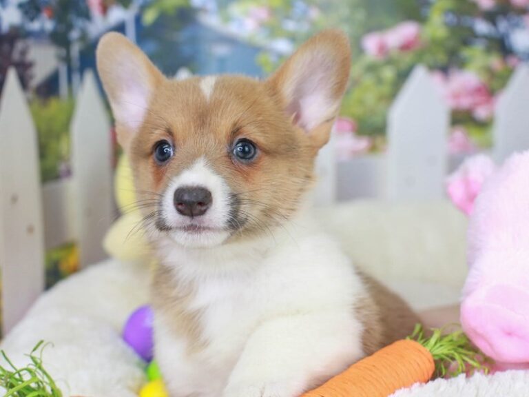 Pembroke Welsh Corgi
