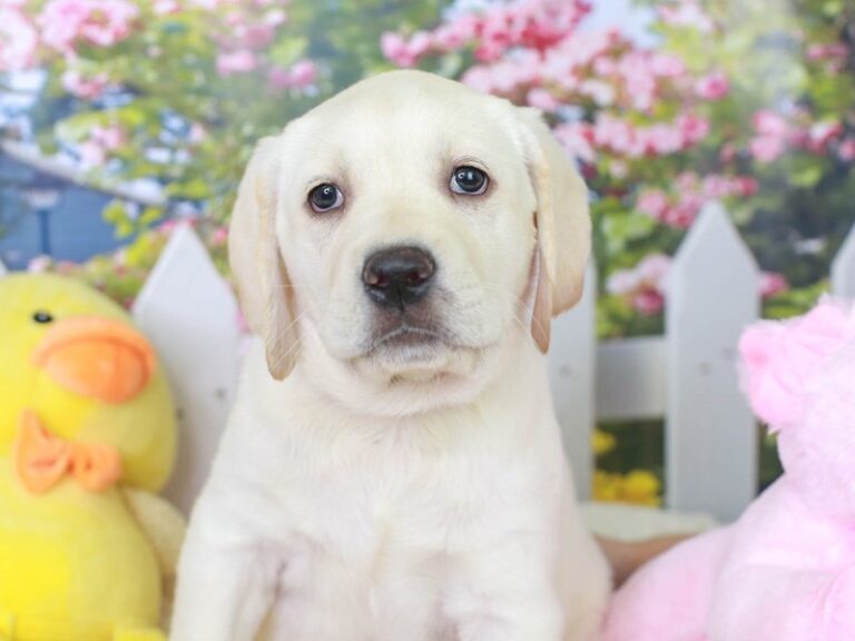 Labrador Retriever