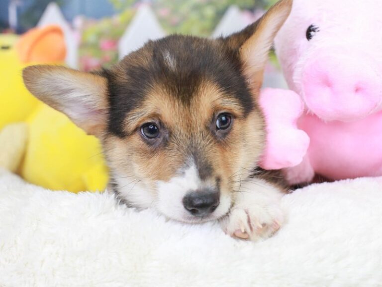 Pembroke Welsh Corgi