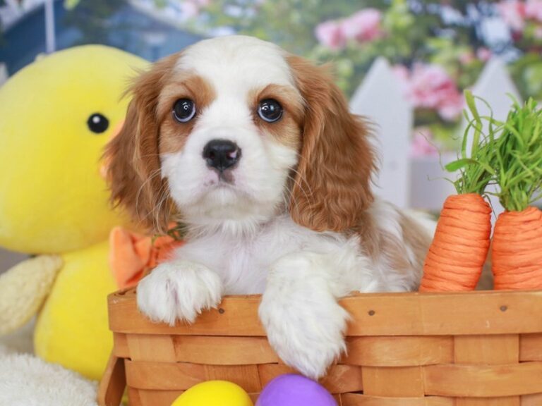 Cavalier King Charles Spaniel