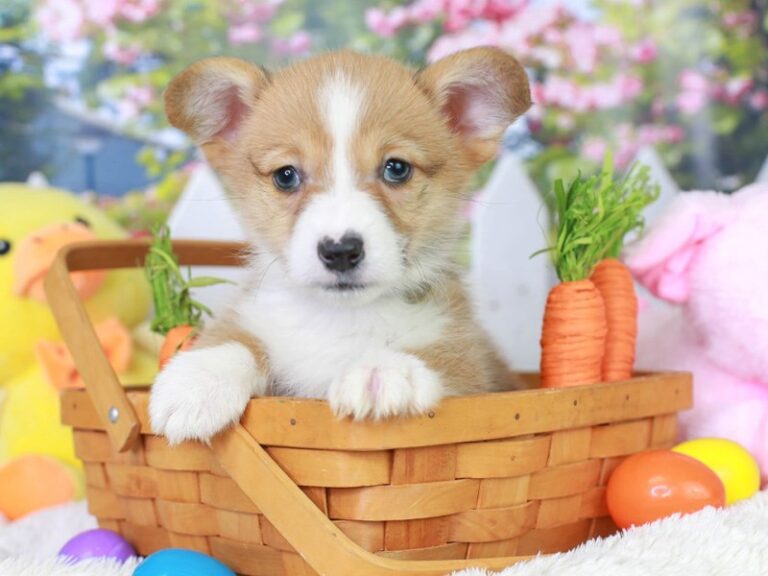 Pembroke Welsh Corgi