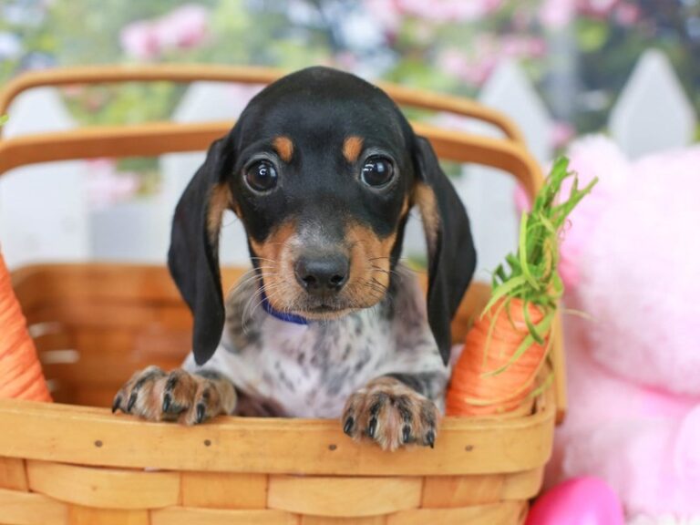 Dachshund