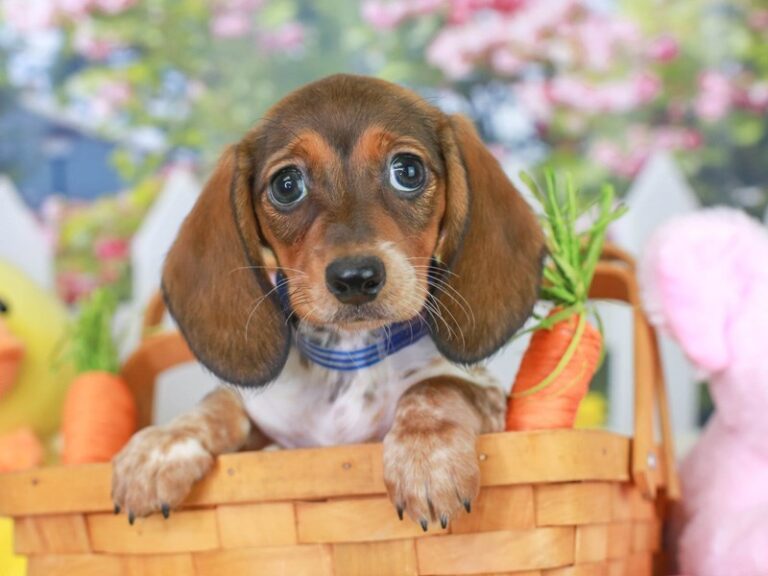 Dachshund