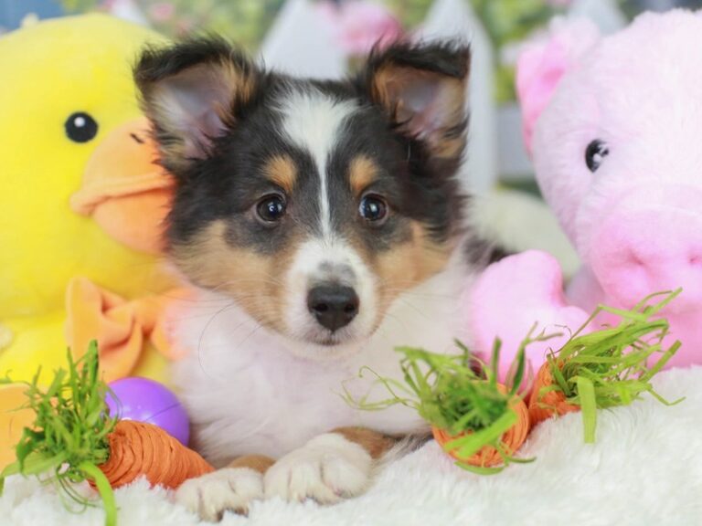 Shetland Sheepdog