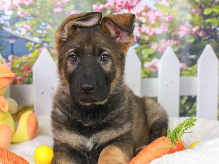 German Shepherd