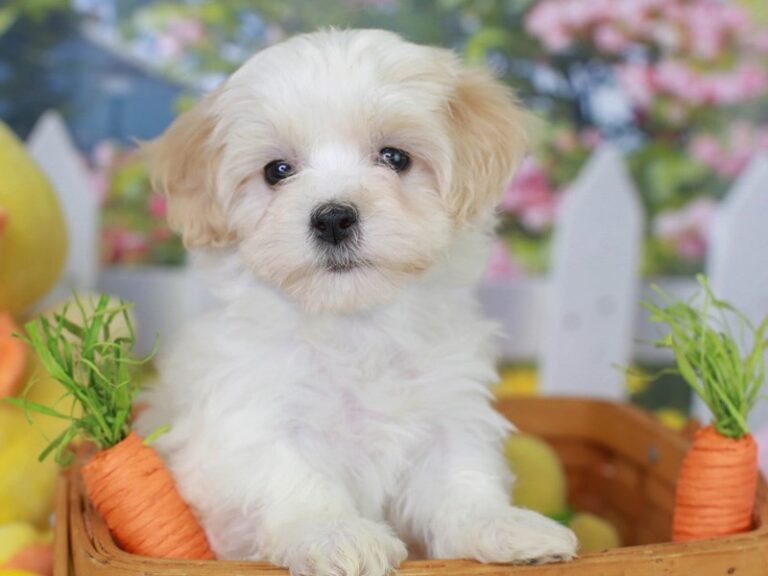 Maltipoo