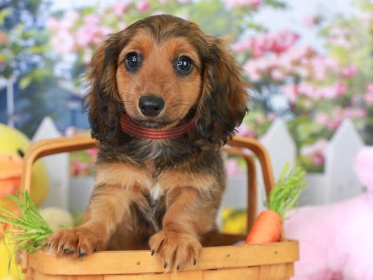 Dachshund