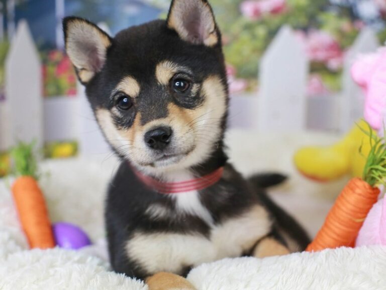 Shiba Inu