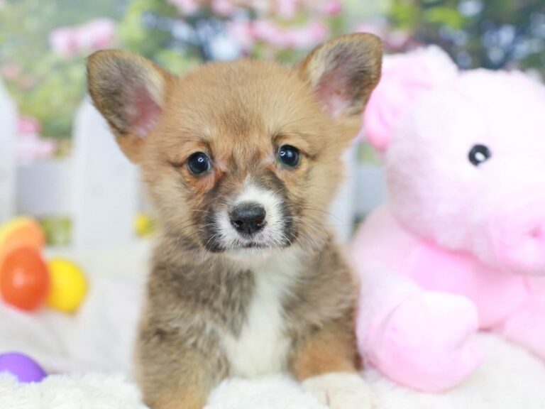 Pembroke Welsh Corgi