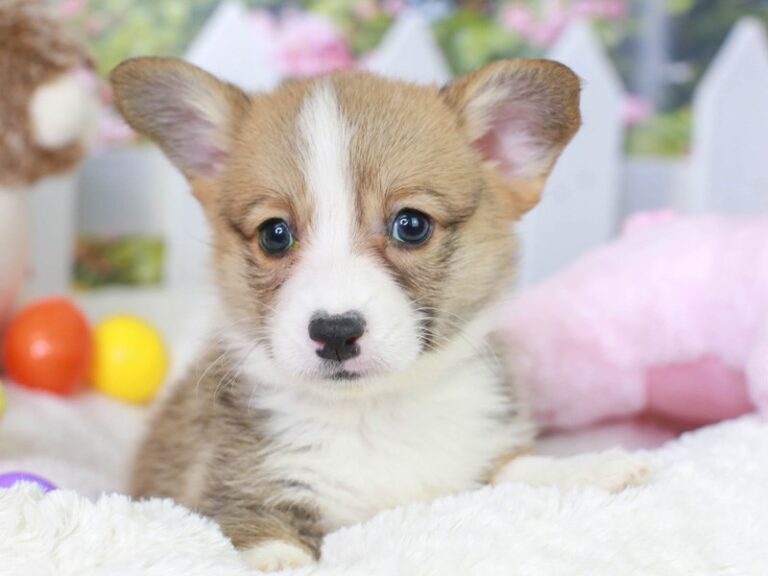 Pembroke Welsh Corgi