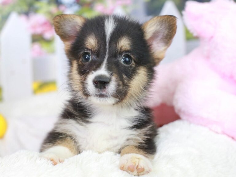 Pembroke Welsh Corgi