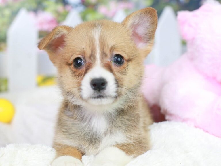 Pembroke Welsh Corgi