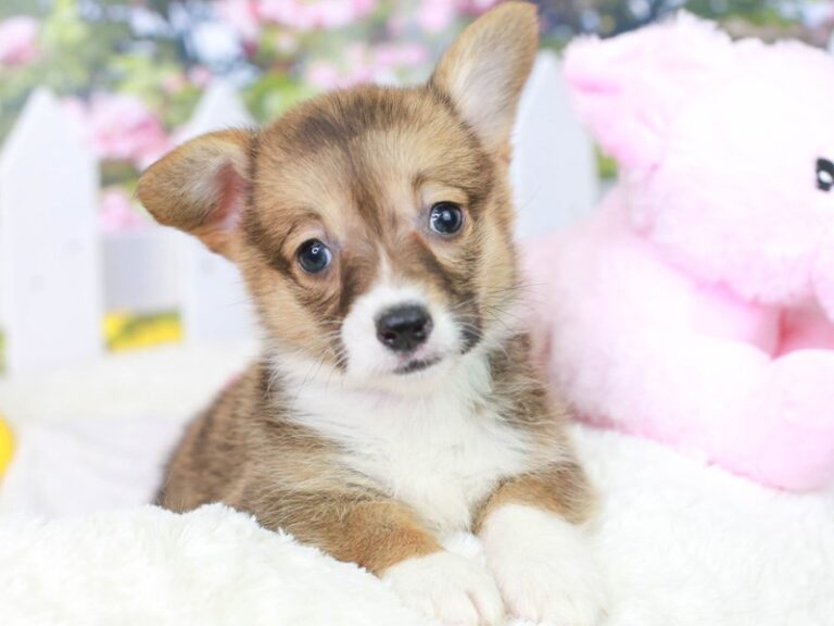 Pembroke Welsh Corgi