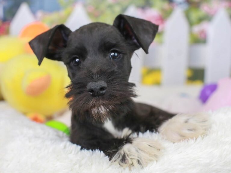 Mini Schnauzer