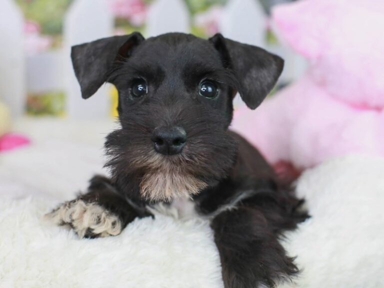 Mini Schnauzer