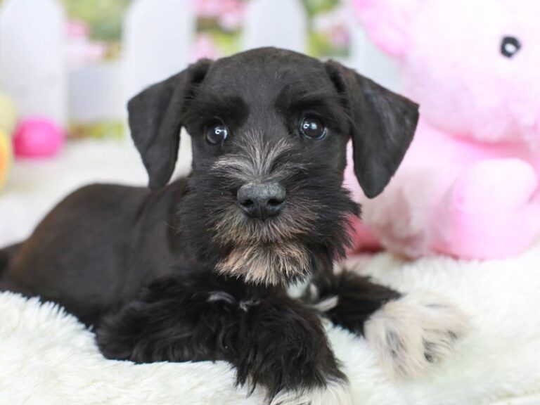 Mini Schnauzer