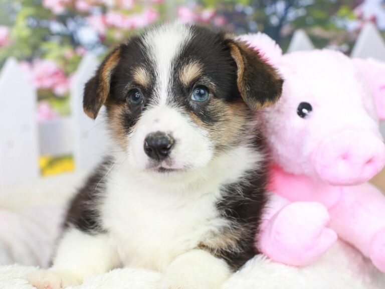 Pembroke Welsh Corgi