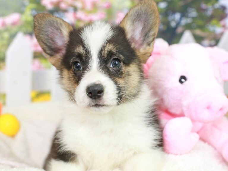 Pembroke Welsh Corgi