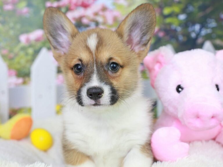 Pembroke Welsh Corgi