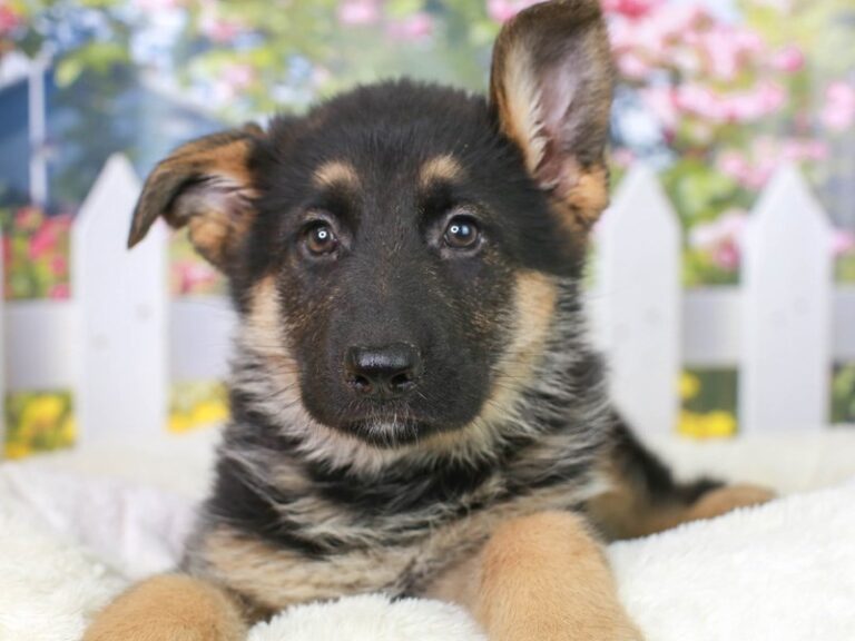 German Shepherd
