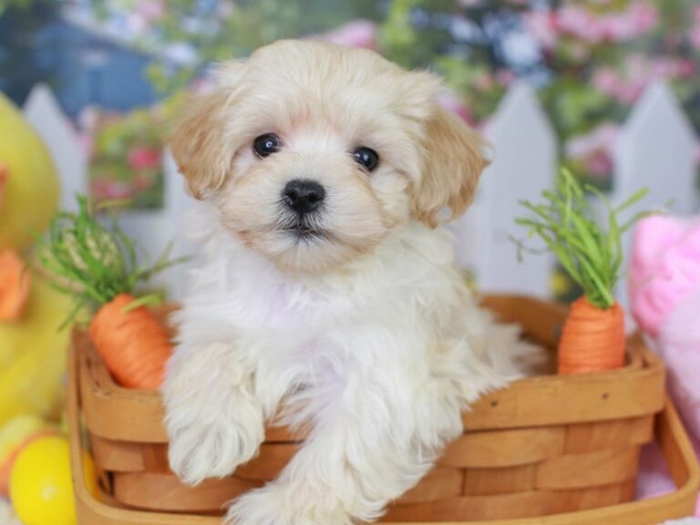 Maltipoo