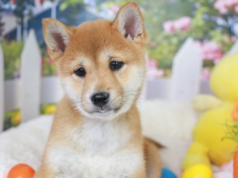 Shiba Inu