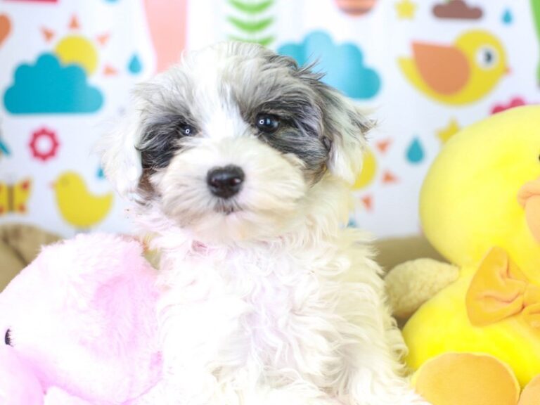 Maltipoo