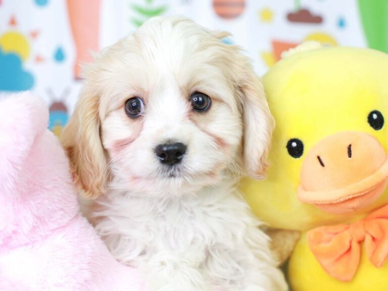 Cavachon