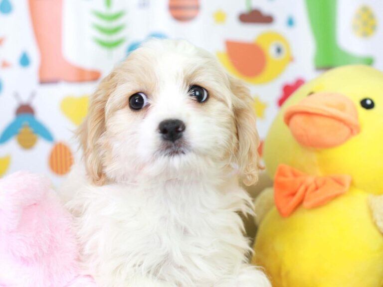 Cavachon