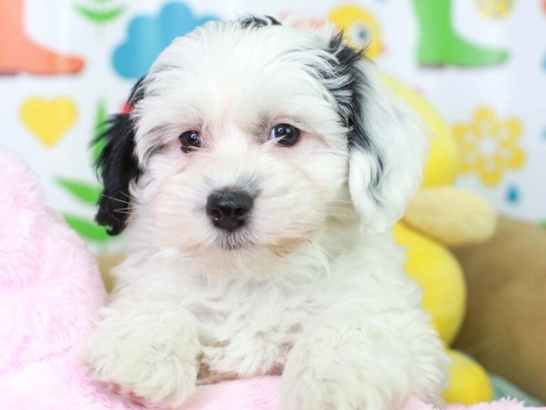 Mini Sheepadoodle