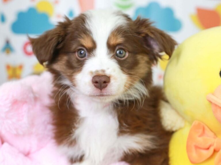 Mini Aussie